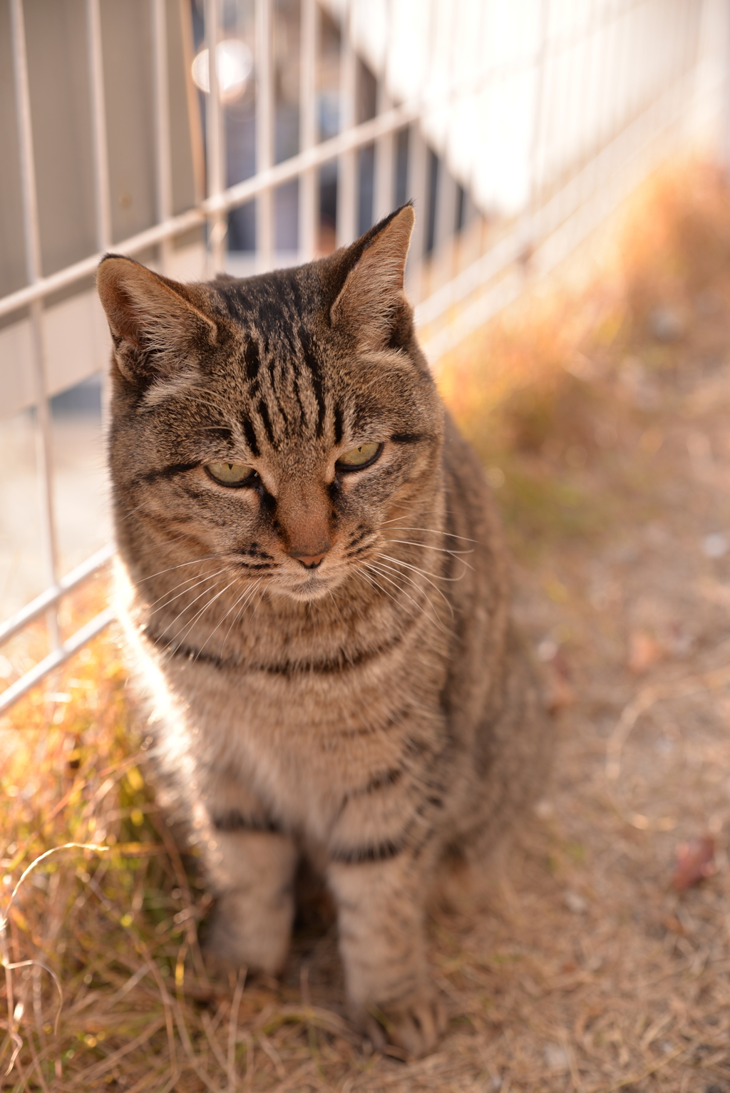 谷中の猫２