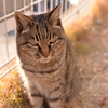 谷中の猫２
