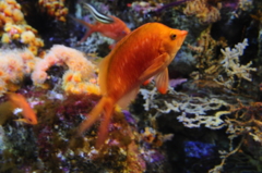 キンギョハナダイ