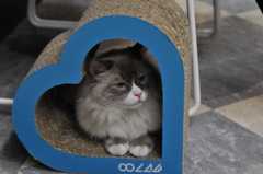 ハートの猫
