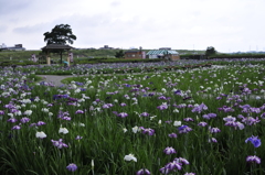咲き乱れて