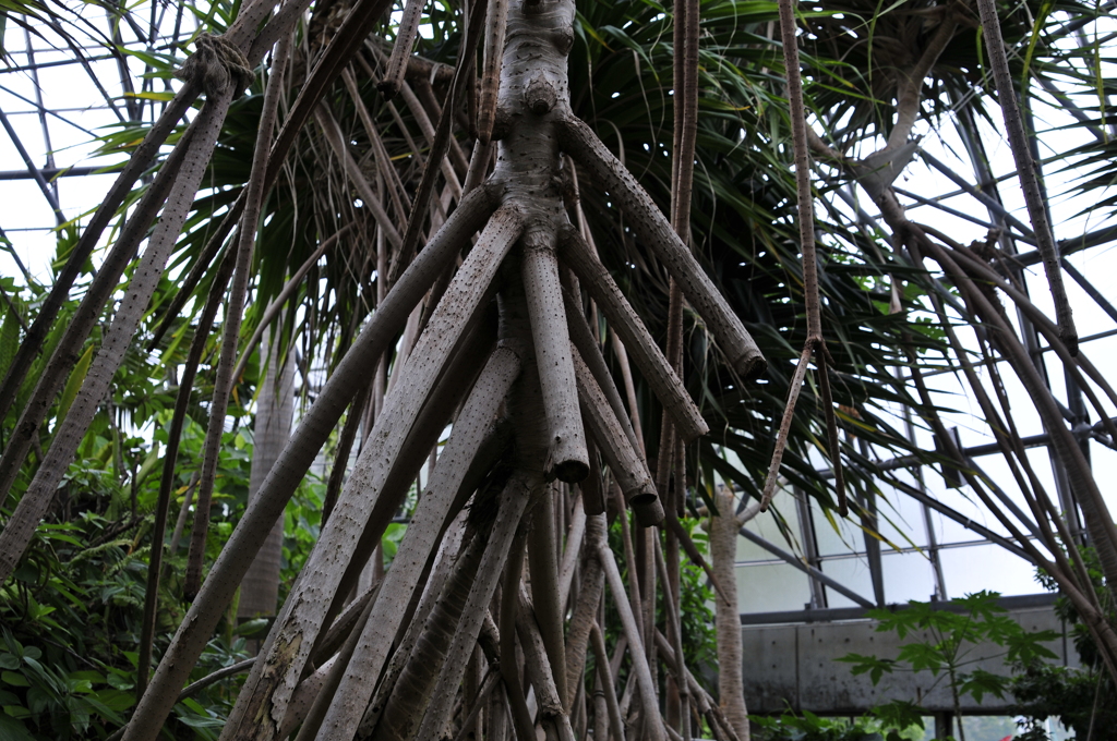 タコノキ