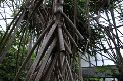 タコノキ