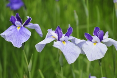 山紫水明（花菖蒲）