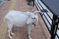 近所のヤギ