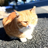 春光