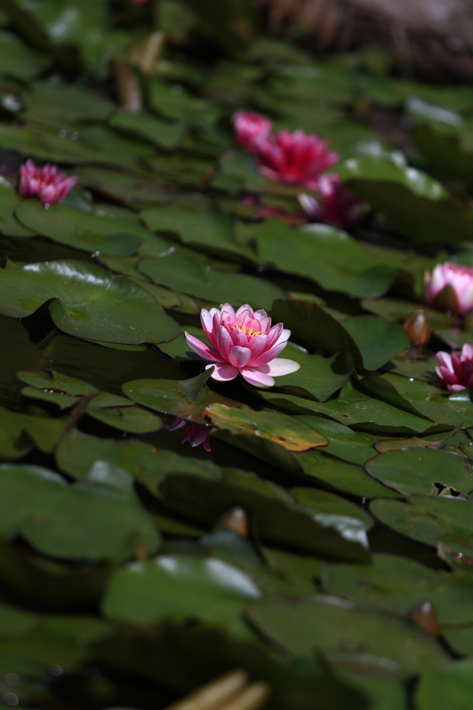 春の昭和記念公園