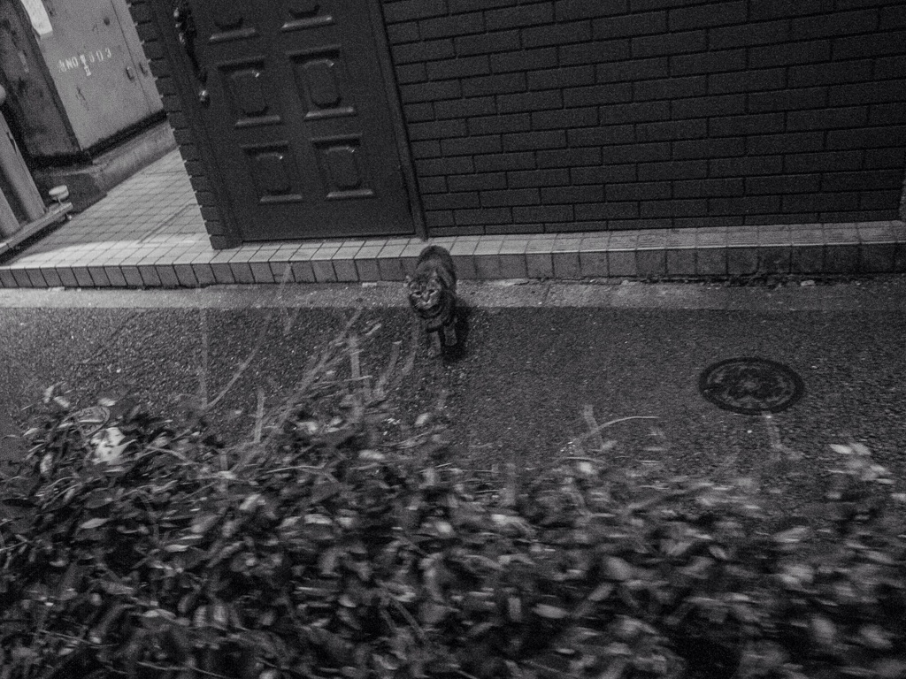 Bukuro 1day 14