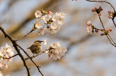 桜泥棒