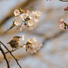 桜泥棒