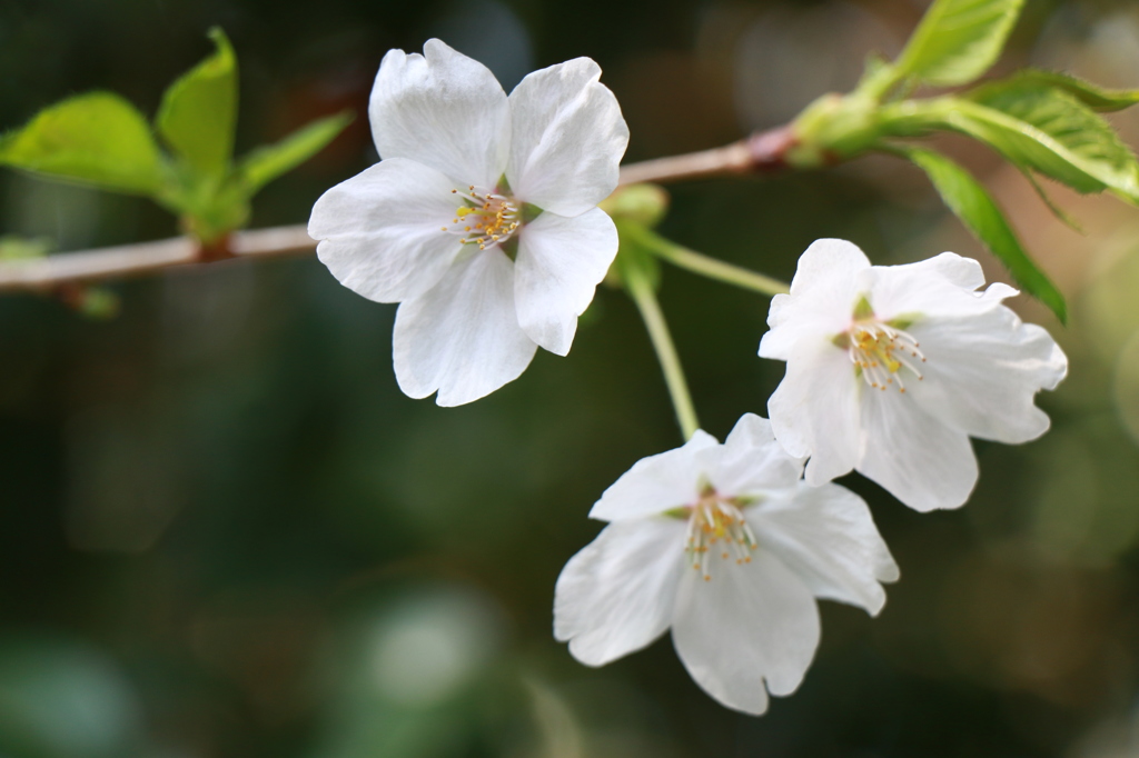 上野公園　桜