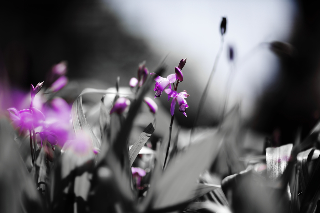 紫蘭の季節