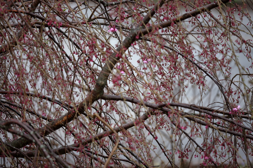 春の雨