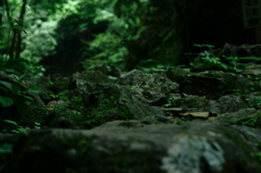 森林の石