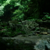 森林の石