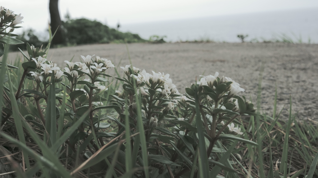 曇天の海辺に咲く花