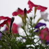 梅雨空に咲く花