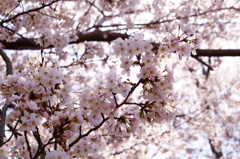 満開の桜