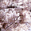 満開の桜