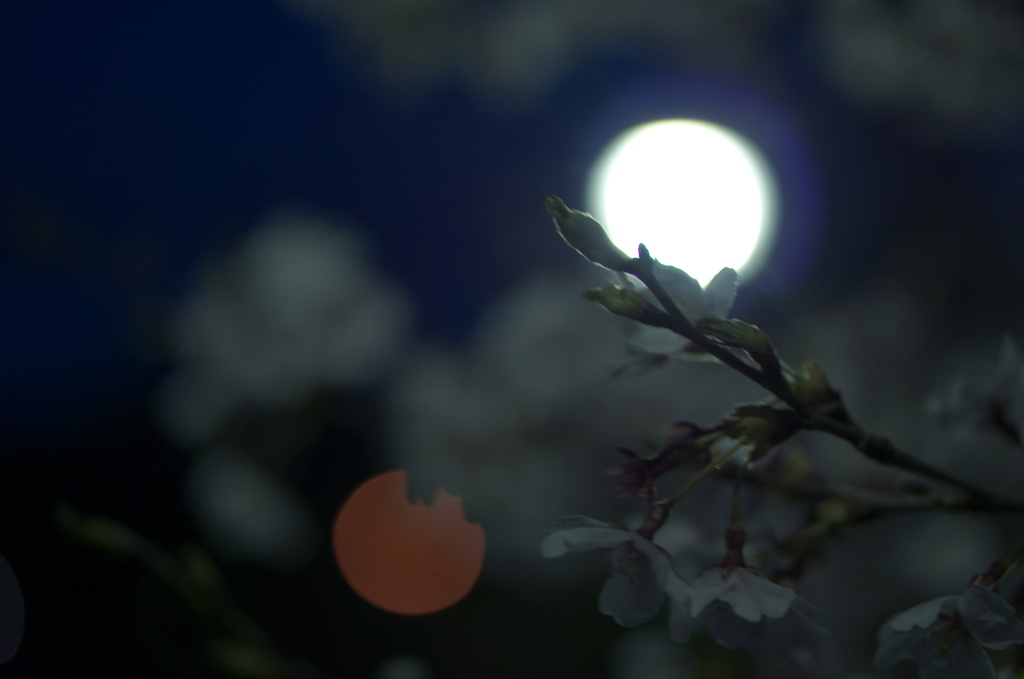 夜桜