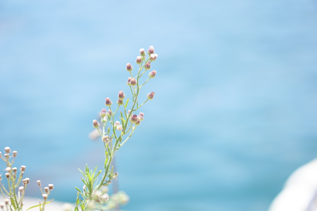 海辺の雑草