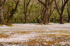 今年の桜もあと少し