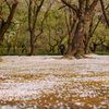 今年の桜もあと少し