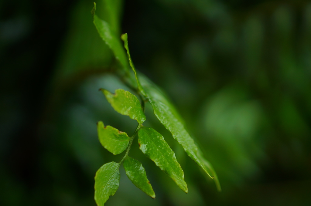 LEAF