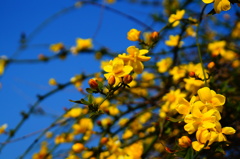 花の黄色と空の青