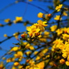 花の黄色と空の青