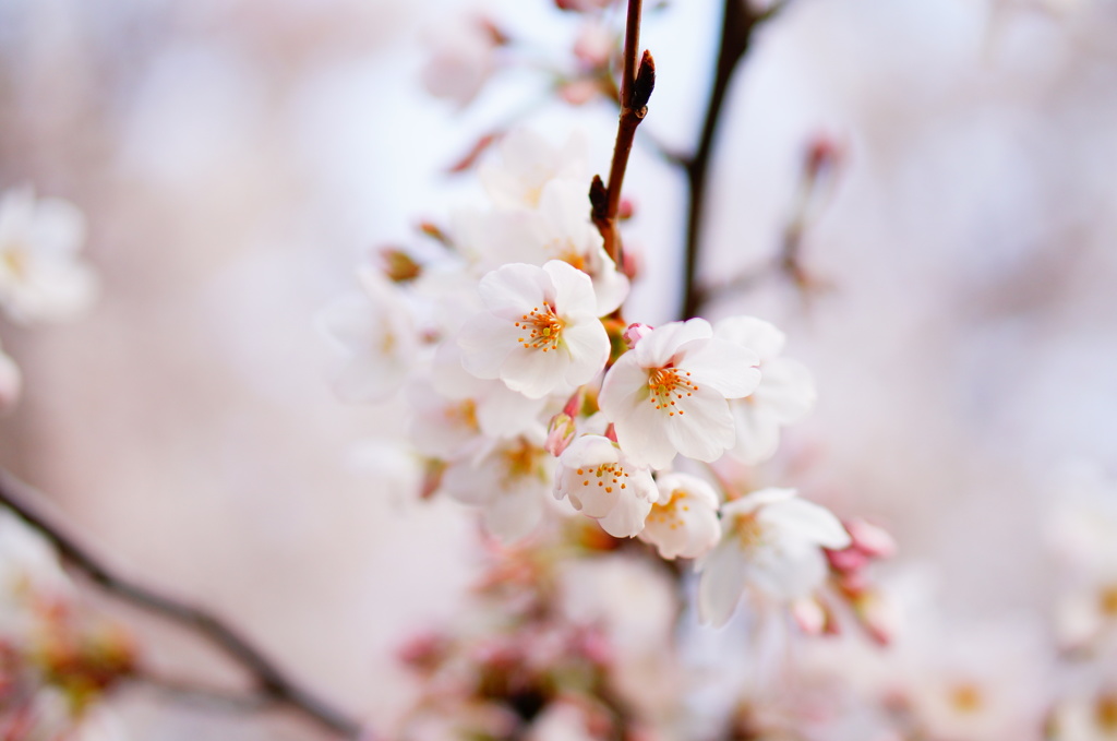 満開の桜