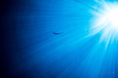 underwater world 08