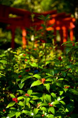 sarcandra glabra & torii