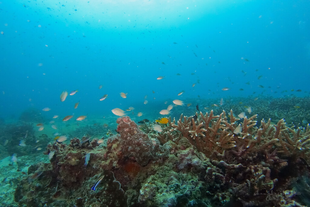 sea of Bungalow bay