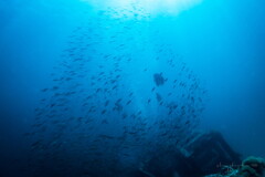 underwater world 05