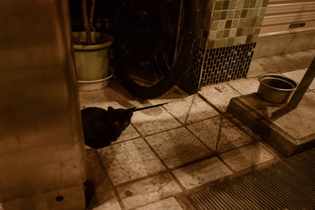 black kitten in dogo onsen