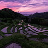 terraced rice fields in the morning glow