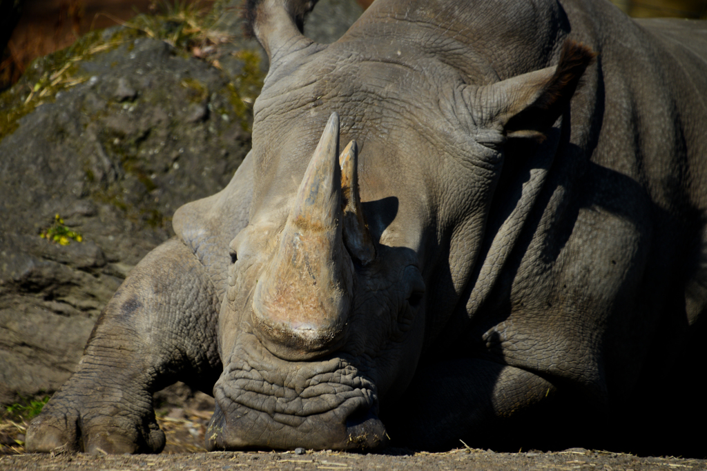 drowse rhino