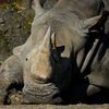 drowse rhino