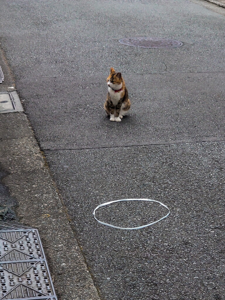 failed neko hoi hoi