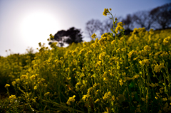 field mustard in backlight