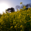 field mustard in backlight