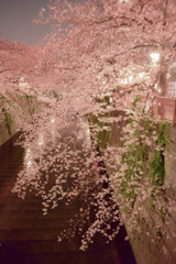 sakura and meguro river