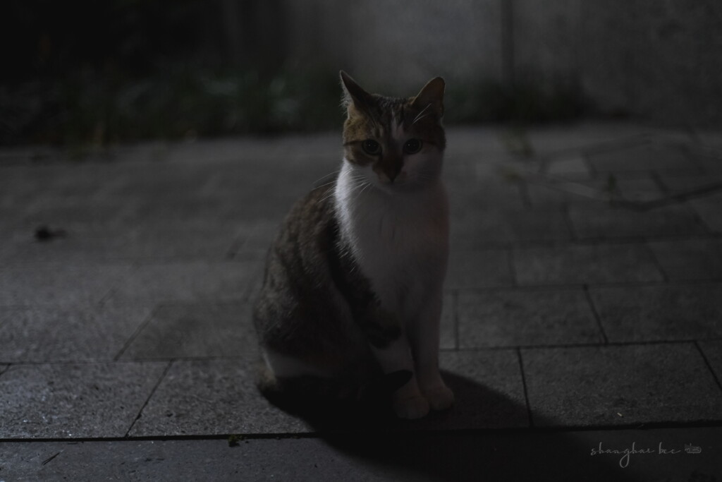 stray cats in the dark streets