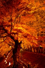 fall colors