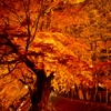 fall colors