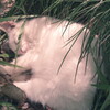 shanghai lockdown ~ sleep