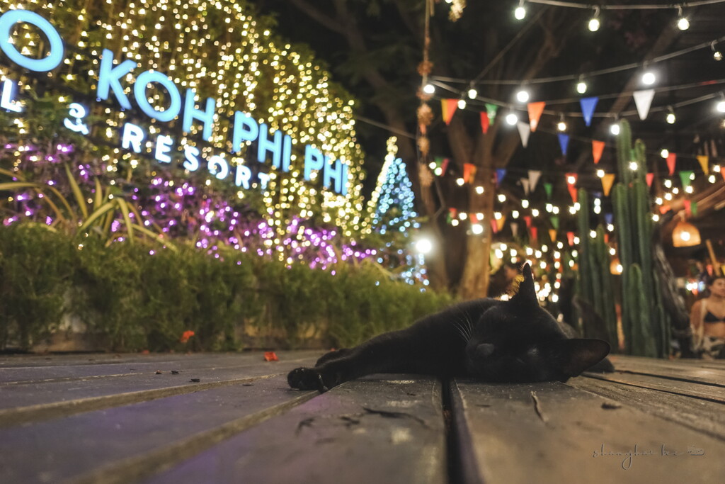 phi phi cat 06