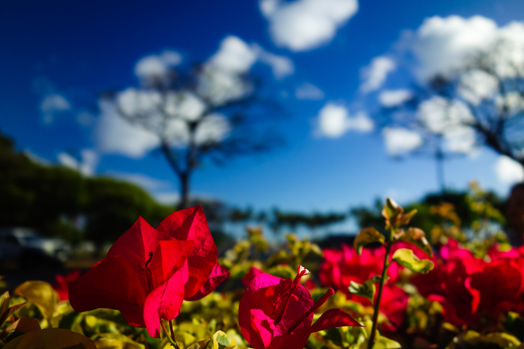 hawaiian hibiscus