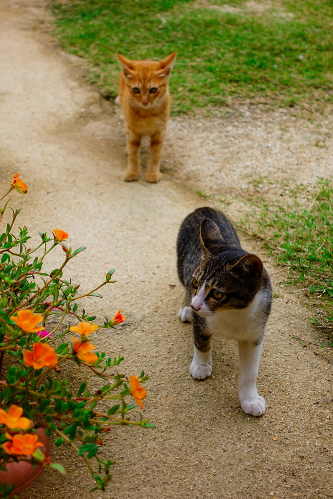 feral kitty brother